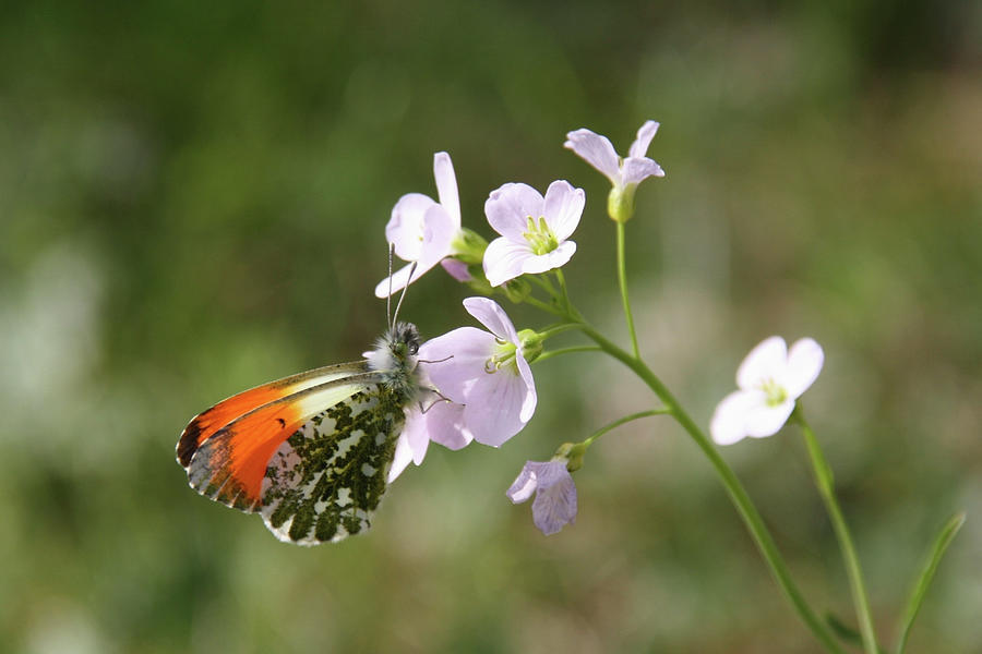 Male Orange Tip Butterfly On Ladys Smock Flower Photograph by Sonja Zelano