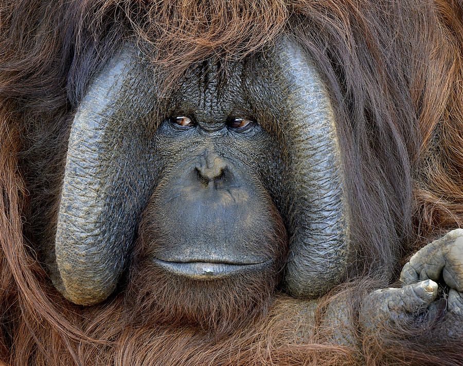 Male Orangutan China Photograph by James G Pelton
