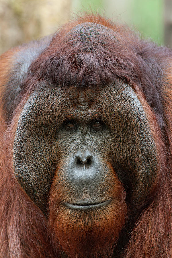 Male Orangutan In Portrait Photograph by Suzi Eszterhas