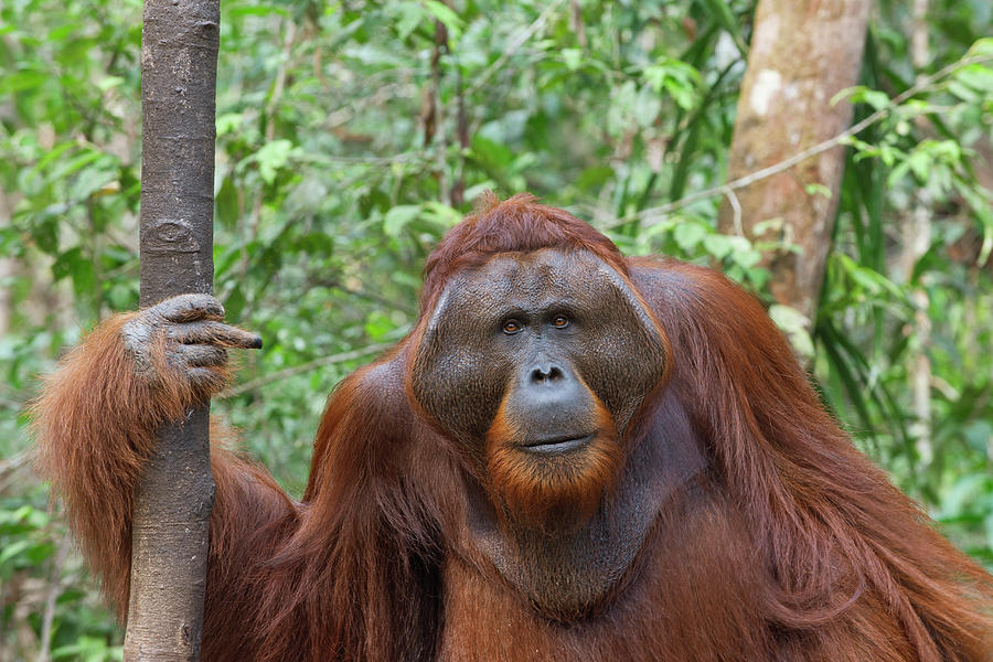 Male Orangutan In The Forest Photograph by Suzi Eszterhas