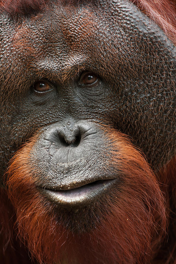 Male Orangutan Up Close Photograph by Suzi Eszterhas