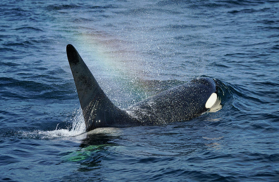 Male Orca Surfacing And Rainbow Photograph by Hiroya Minakuchi
