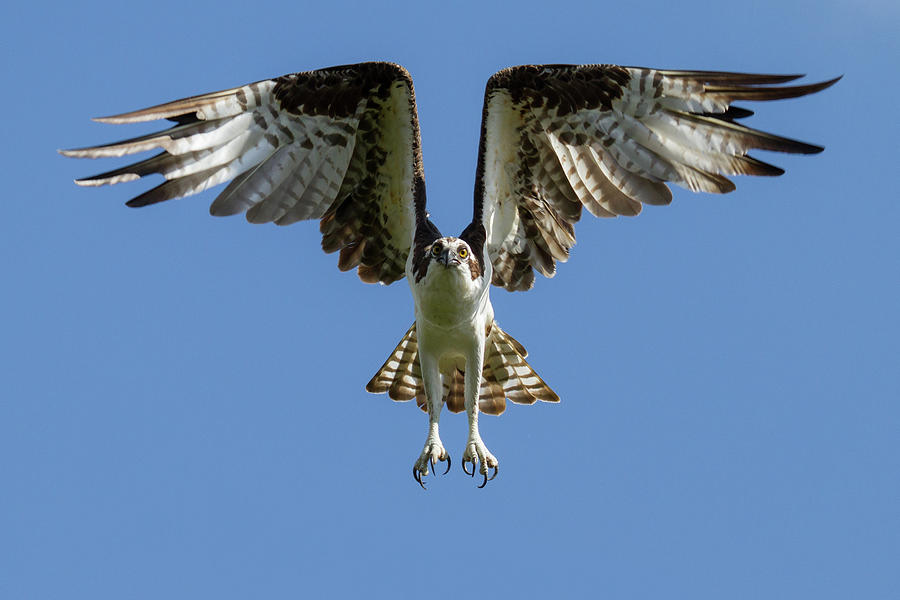 Male Osprey Photograph by Gary Seloff