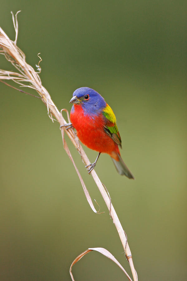Male Painted Bunting Photograph by James Zipp
