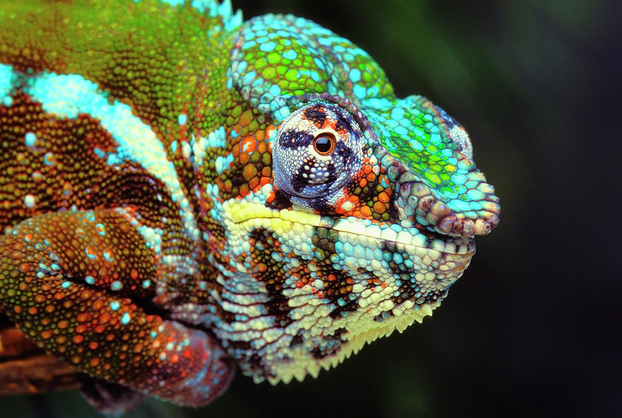 Male Panther Chameleon Furcifer Pardalis Photograph by Thomas Kitchin & Victoria Hurst / Design Pics
