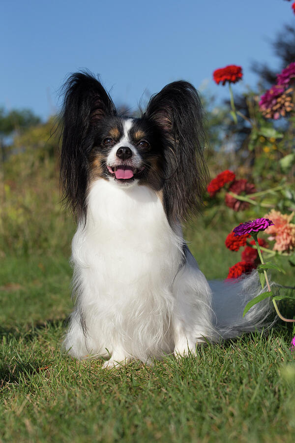 Male Papillon By Late Summer Flowers Photograph by Lynn M Stone ...