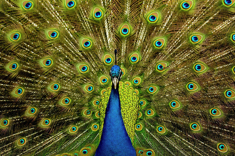 Male Peacock Displaying His Ocellated Tail Feathers Photograph by Paul ...