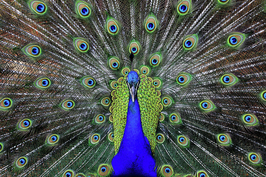 Male Peacock by Hsr