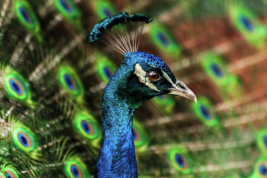 Male Peacock Photograph by Keith R. Allen