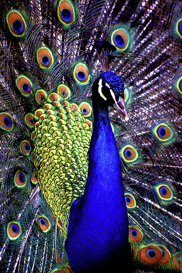 Male Peacock Photograph by Paul W Faust -  Impressions of Light