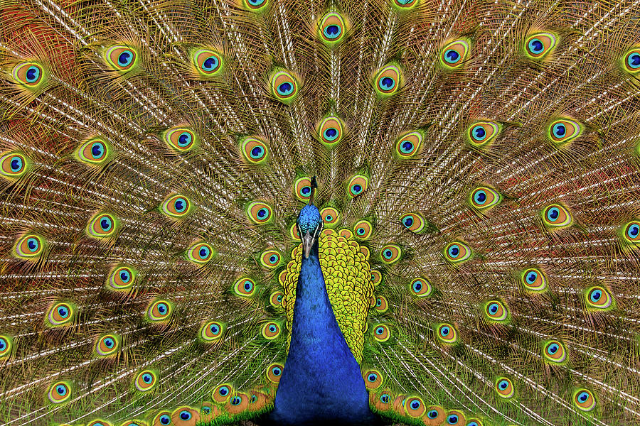 Male Peacock Showing Off Photograph by Keith R. Allen