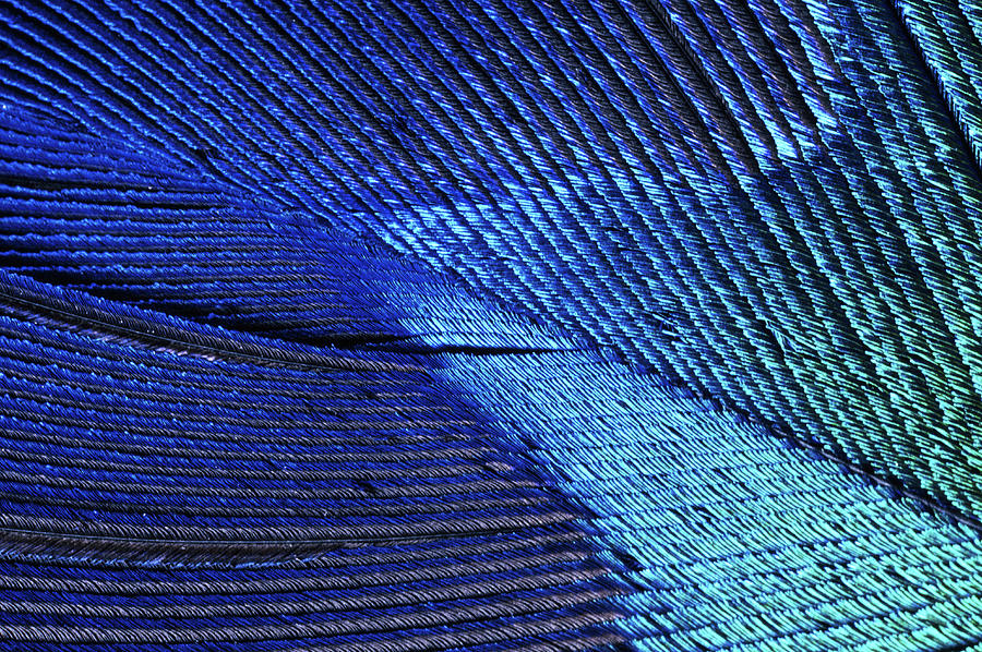 Male Peacock Tail Feather Pavo Photograph by Darrell Gulin