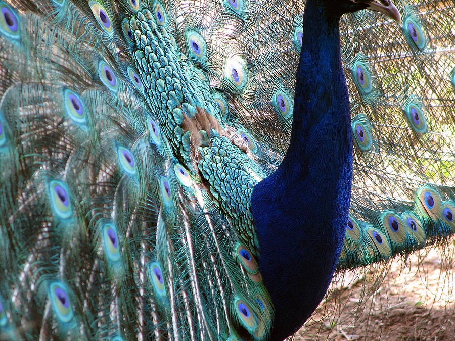 Male Peacock Photograph by Teresa Claudino