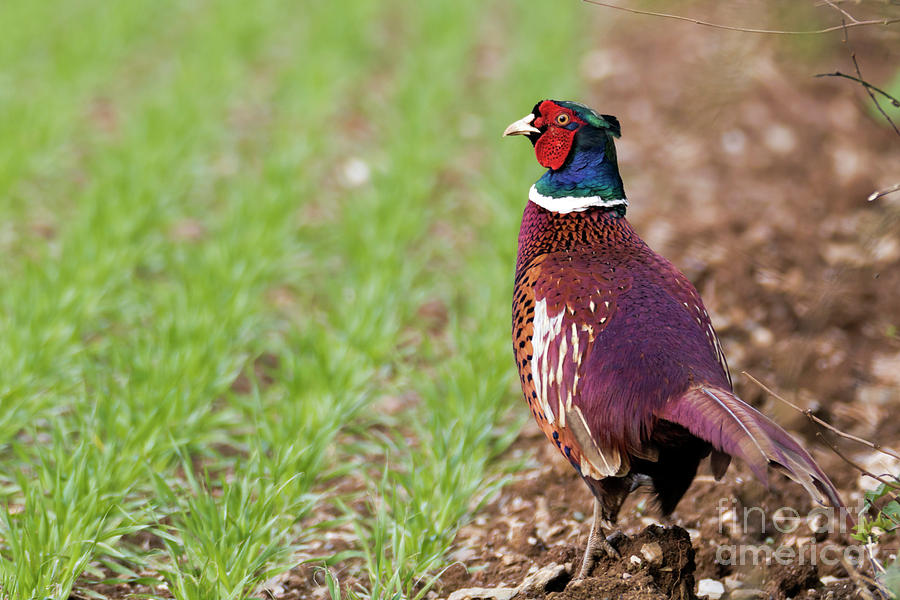 Male Pheasant Photograph by Terri Waters