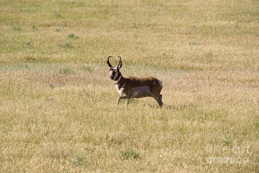Wildlife Photograph - Male pronghorn on the move by Jeff Swan