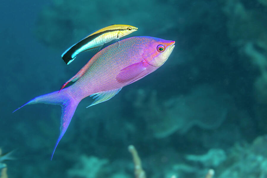 Male Purple Queen Anthias, Showing Terminal Phase Photograph by David ...