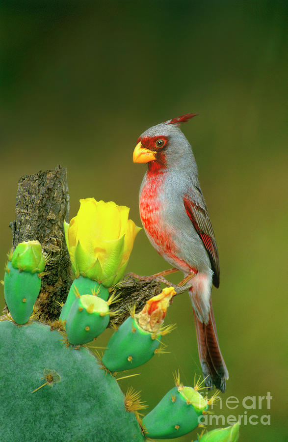 Male Pyrrhuloxia Cardinalis Sinatus Wild Texas Photograph by Dave Welling