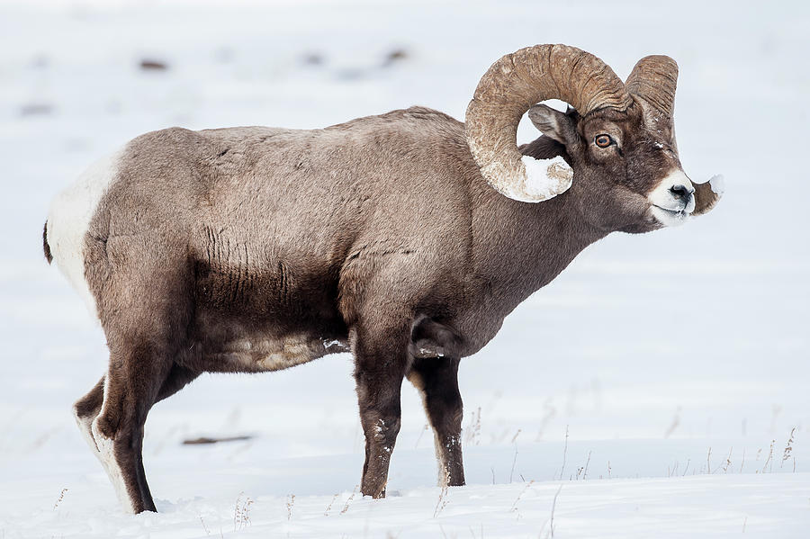 Male (ram) Rocky Mountain Bighorn Sheep Photograph by Nick Garbutt ...