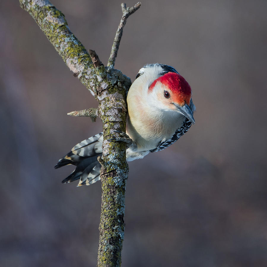 Woodpecker Photograph - Male Red Bellied Woodpecker by Darlene Hewson