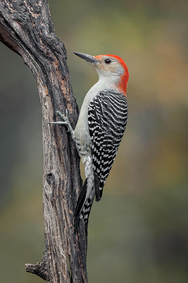 Adam Jones Photograph - Male Red-bellied Woodpecker In Autumn by Adam Jones