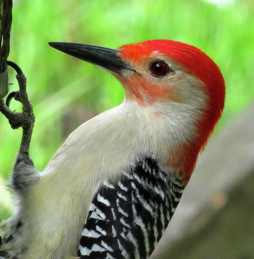 Male Red-bellied Woodpecker Photograph by Linda Stern