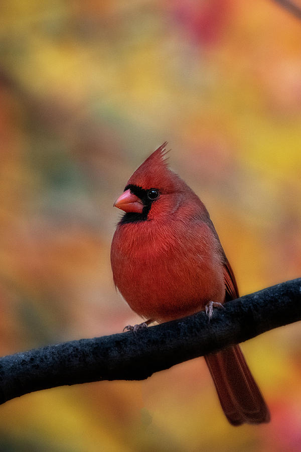 Male red cardinal in front of fall foliage Photograph by Dan Friend