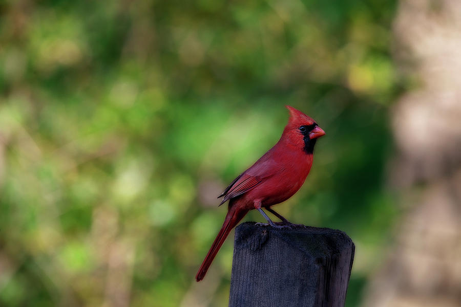 Male red cardinal on fence post Photograph by Dan Friend