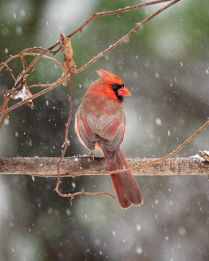 Male Red Cardinal Snowstorm by Mike Koenig Male Red Cardinal Snowstorm by Mike Koenig