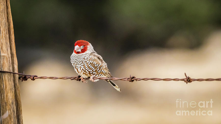 Male red-headed finch, Namibia Photograph by Lyl Dil Creations