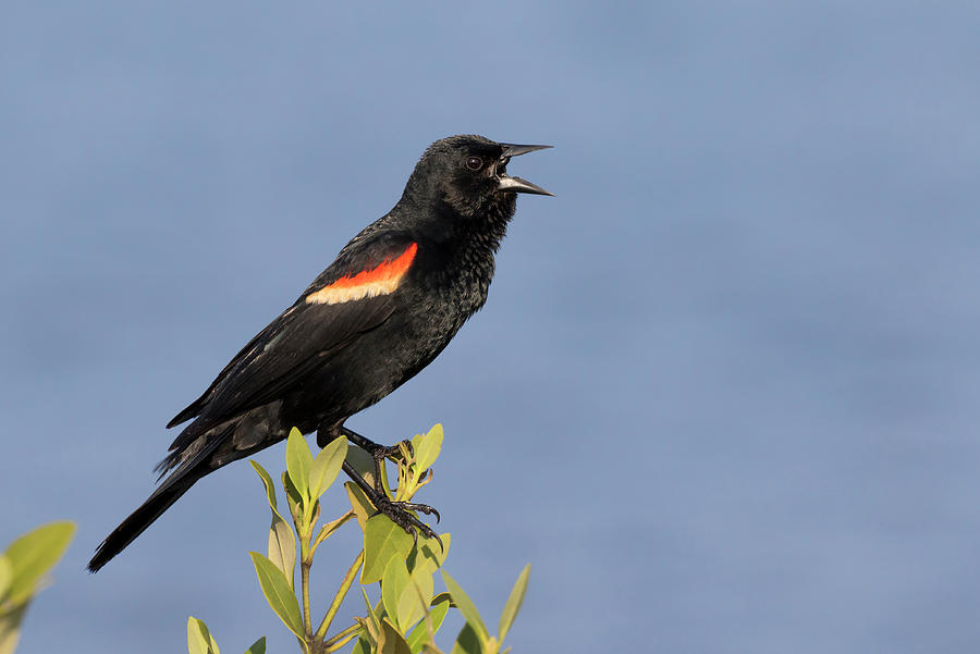 Male Red-winged Blackbird Singing Photograph by Ivan Kuzmin
