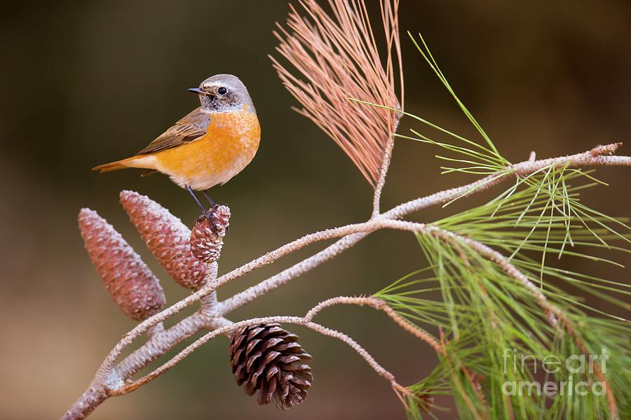 Animal Photograph - Male Redstart by Photostock-israel/science Photo Library Animal Photograph - Male Redstart by Photostock-israel/science Photo Library