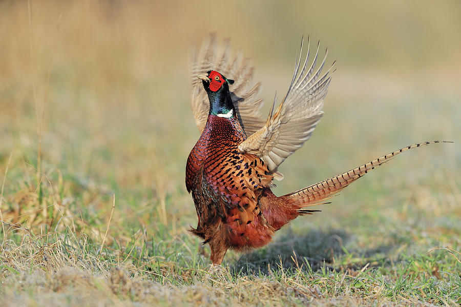 Male Ring-necked Pheasant Courtship Display, Scotland Photograph by ...