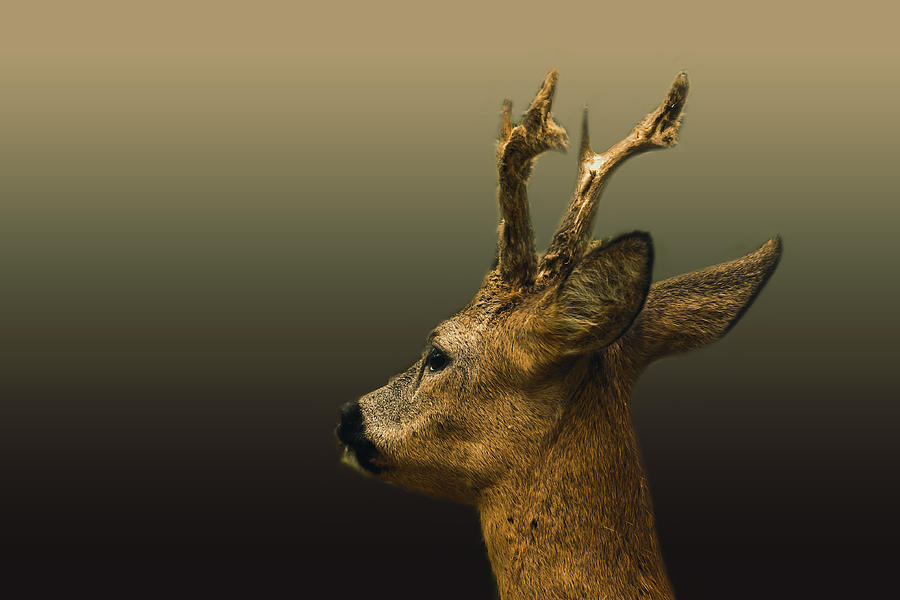 Male Roe Deer Portrait Photograph by Gert J Ter Horst