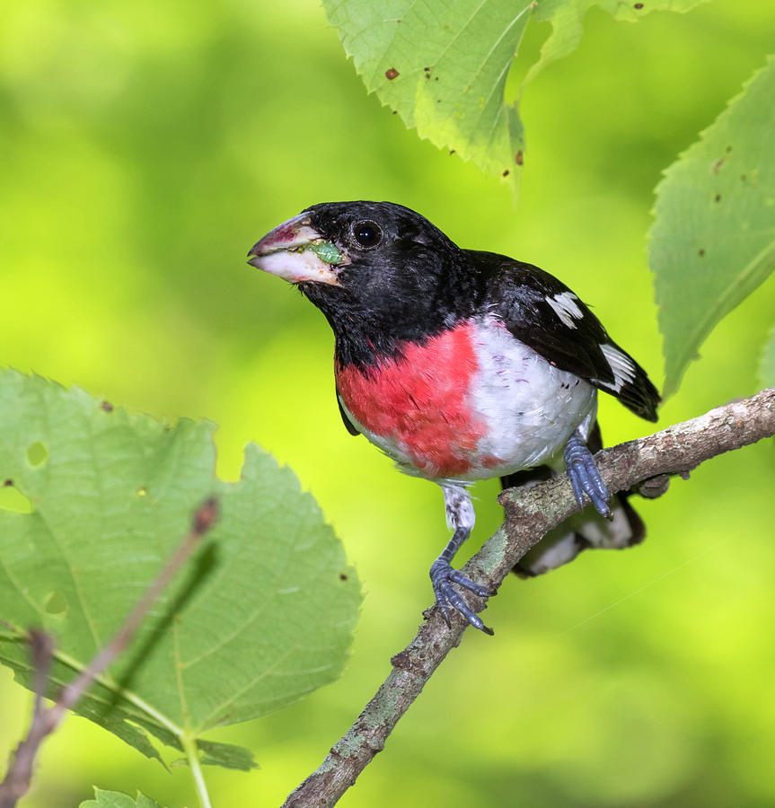 Male Rose Breasted Grosbeak Photograph By Ivan Kuzmin Pixels   Male Rose Breasted Grosbeak Ivan Kuzmin 