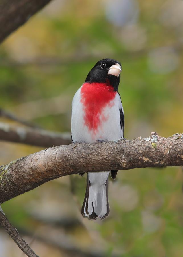 Insects Photograph - Male Rose-breasted Grosbeak by Marlin and Laura Hum