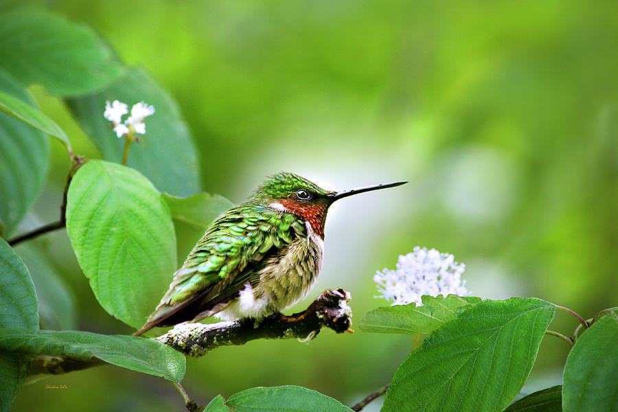 Male Ruby Throated Hummingbird Perched Photograph by Christina Rollo