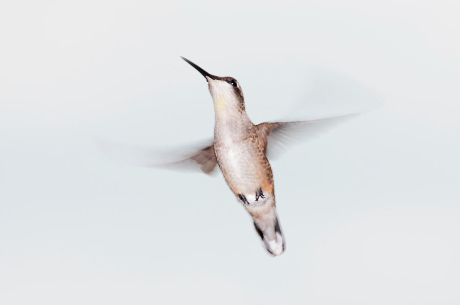 Hummingbird Photograph - Male Ruby-throated Hummingbird by Jim Mckinley