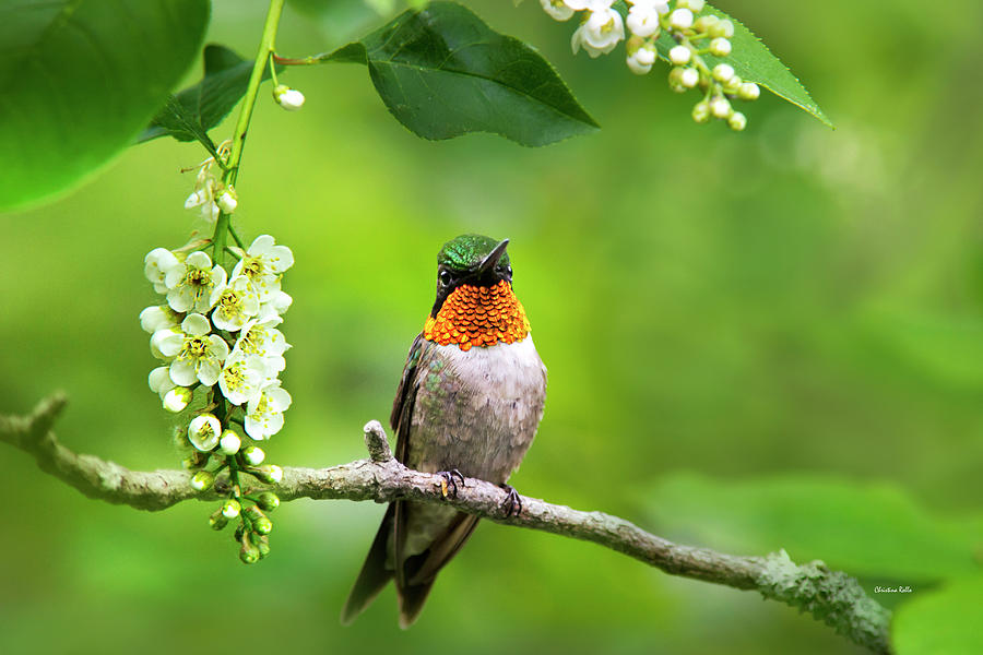 Ruby Throated Hummingbird With Showy Gorget Photograph by Christina Rollo