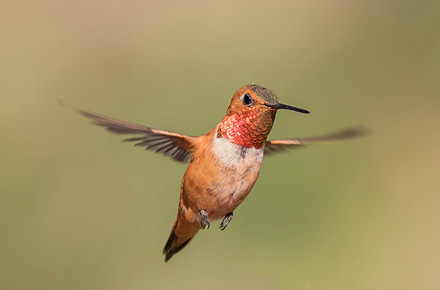 Male Rufous in Flight Photograph by Loree Johnson