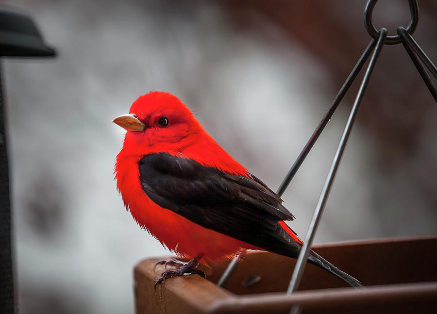 Male Scarlet Tanager Photograph