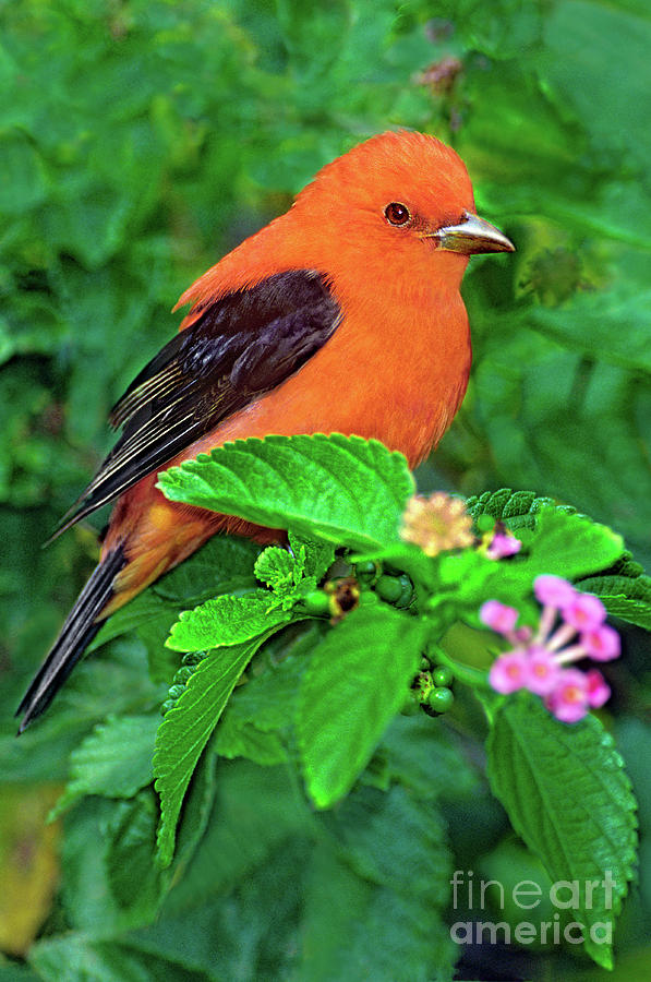 Male Scarlet Tanager On Texas Lantana Photograph by Dave Welling
