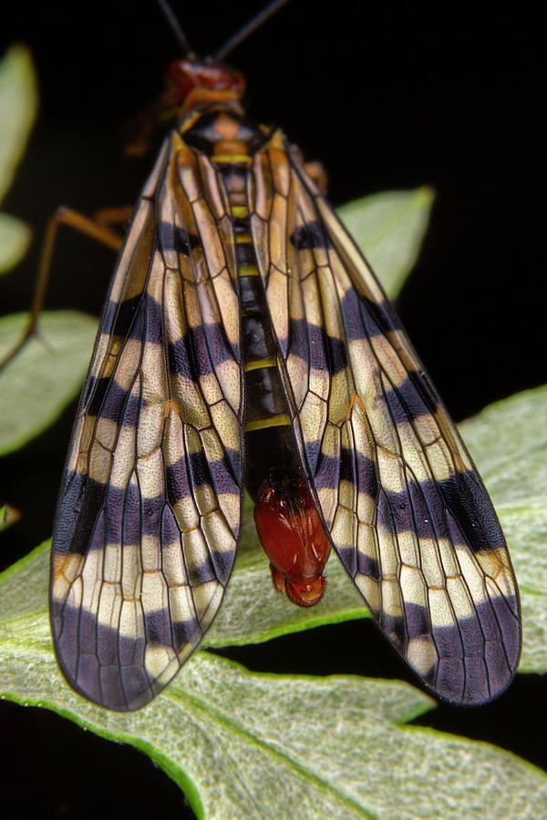 Male Scorpion Fly Panorpa Meridionalis Mecoptera Posing Photograph By