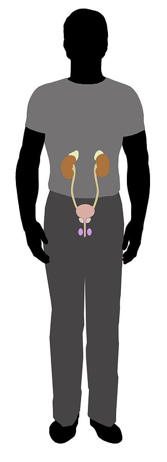 Male Silhouette Showing Kidneys Photograph by Elise Walmsley Mac-Wha