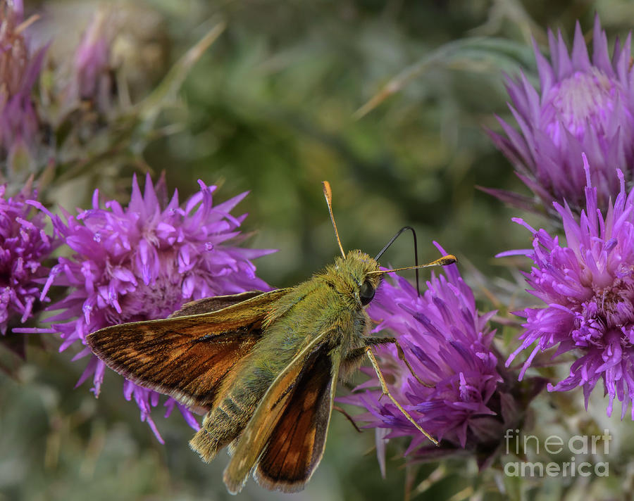Male Silver-spotted Skipper Feeding On Thistle Flowers Photograph by Bob Gibbons/science Photo Library