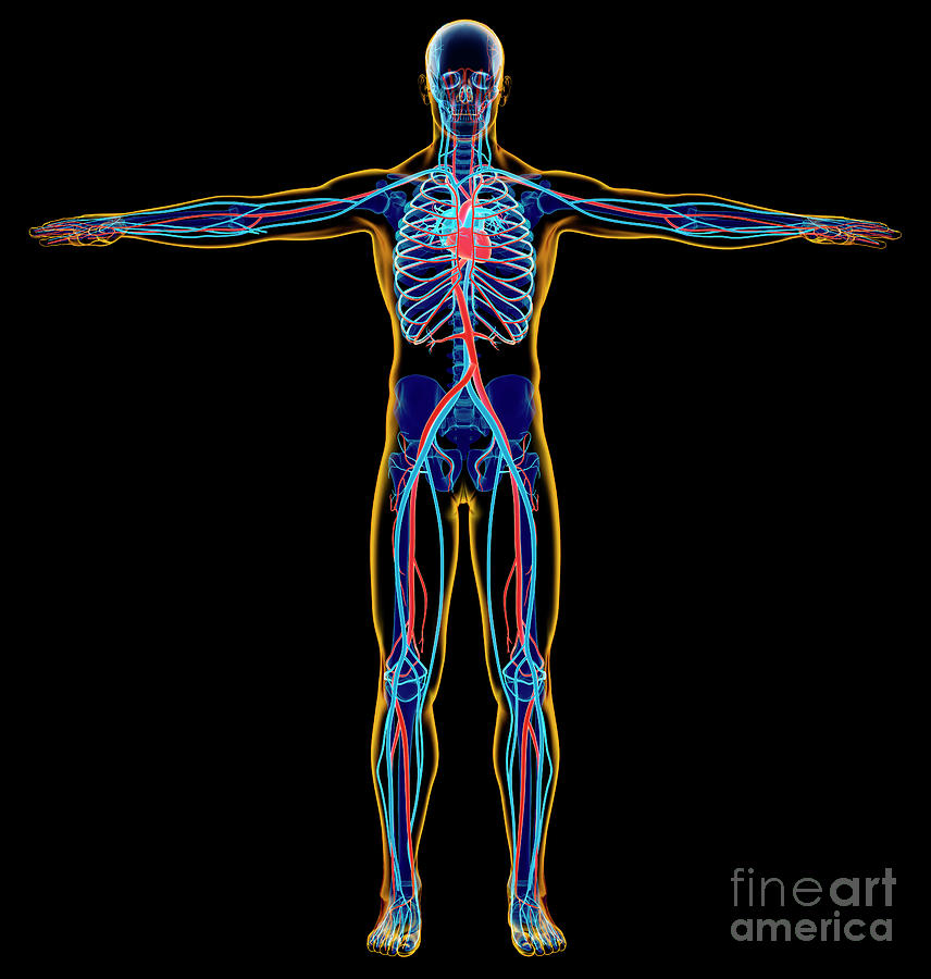 Male Skeletal And Cardiovascular System Photograph By Leonello Calvetti