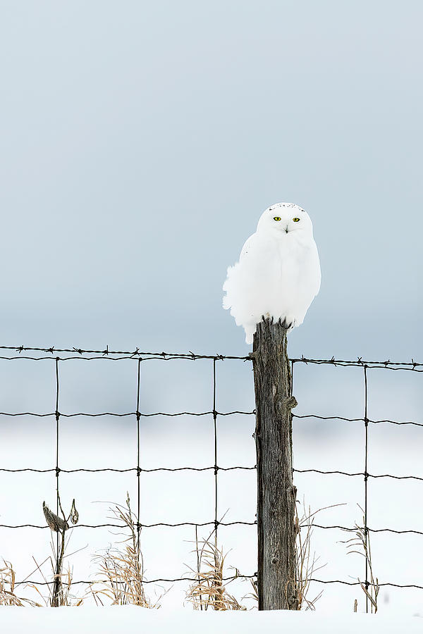 Male Snowy Owl Perched on a Fence Post Photograph by Mark Harrington
