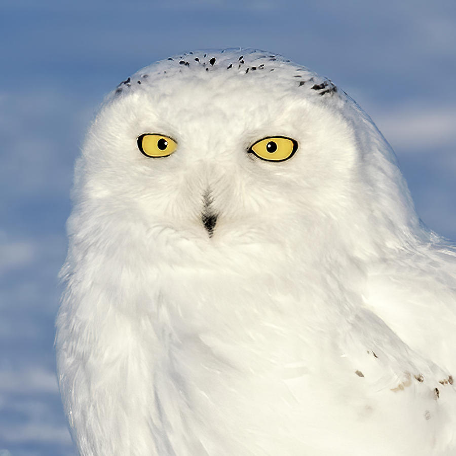 Male Snowy Owl Portrait Photograph by Mark Harrington
