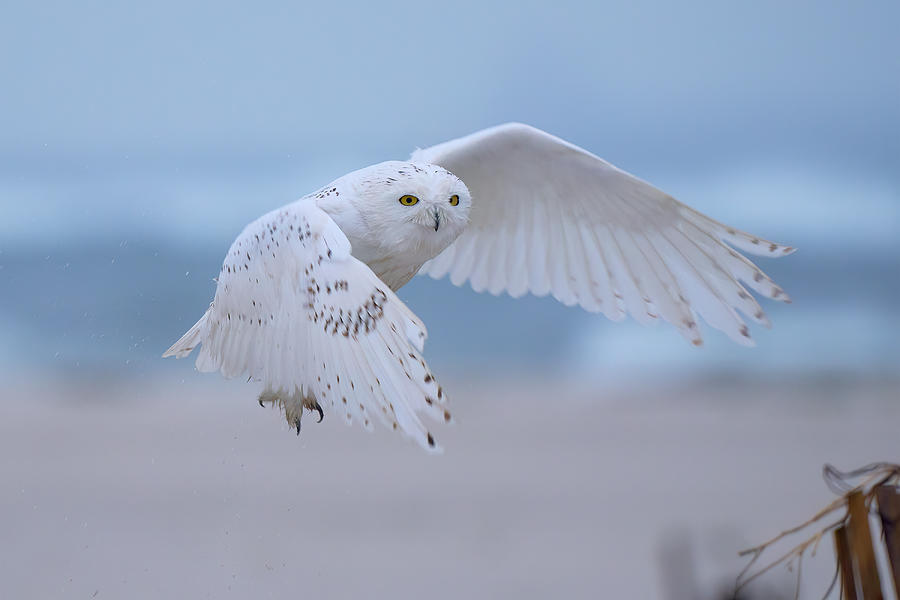 Male Snowy Owls In Flight Photograph by Johnny Chen