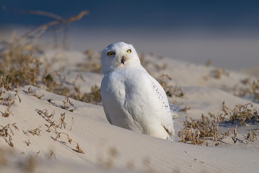 Male Snowy Owls Photograph by Johnny Chen