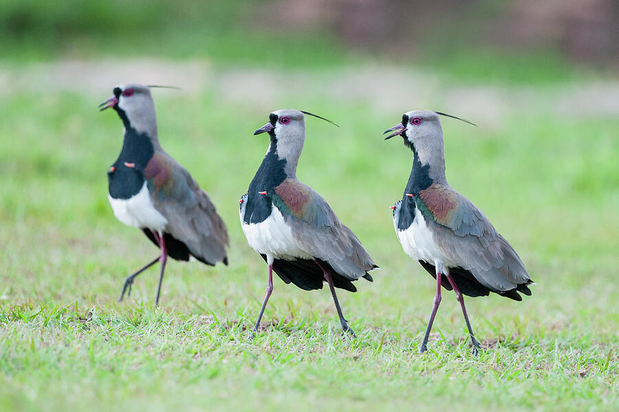 Male Southern Lapwings Displaying In Grasslands, Chapada Photograph by ...